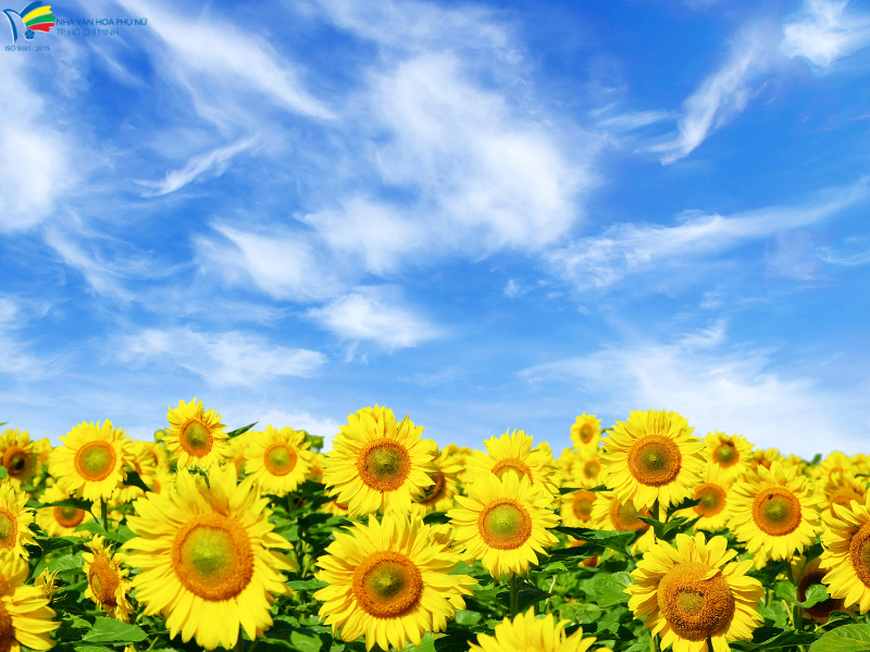 Hoa hướng dương – sự mạnh mẽ và ngưỡng mộ