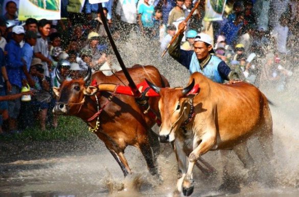 Lễ hội bò Bảy Núi An Giang